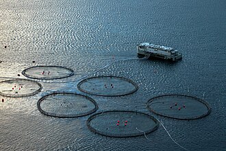 Élevage de saumons aux Îles Féroé