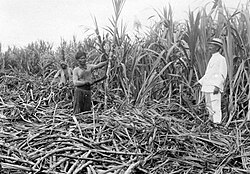 Engagés javanais coupant la canne dans la Plantation Marienbourg, en Guyane néerlandaise, vers 1930.