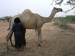 Traite d'une dromadaire au Niger