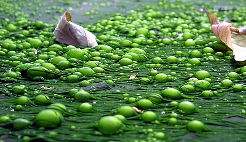 L'eutrophisation favorise la fermentation, libérant du méthane