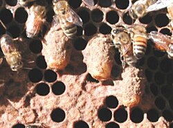 Une larve d'abeille, avec le même génome, peut donner une « ouvrière » ou une « reine » en fonction de l'alimentation.