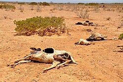 Carcasses de moutons et de chèvres, Somalie, 2011