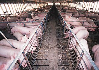 Élevage de porcs (États-Unis)