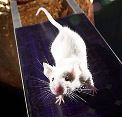 Un stress vécu dans la petite enfance d'une souris laisserait une empreinte sur deux générations, même si le petit ne connait aucun contact avec les parents.