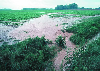 Ruissellement d'eaux chargées en nutriments