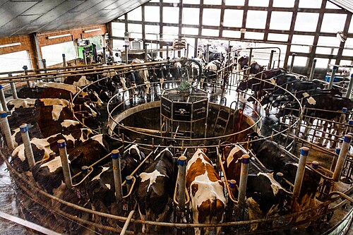 Salle de traite rotative (Allemagne)