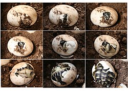 Un même œuf de tortue peut donner un mâle ou une femelle en fonction de la température.