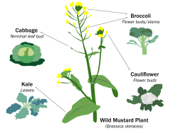 Des aliments si différents que les choux-fleur, brocolis ou la moutarde viennent tous de différenciations d'une même plante sauvage