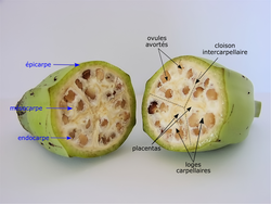 Bananes sauvages