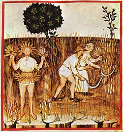 « Été », extrait du Tacuinum Sanitatis, 14e s.