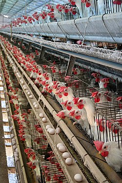Poulets en batterie (Allemagne)