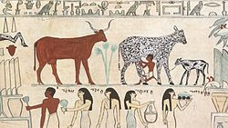 Vache domestique traite en Égypte antique.