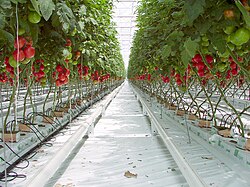 Tomates en serre hydroponique