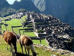 Des lamas devant le Machu Picchu.